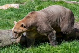 Media - 5 loài động vật lai kỳ lạ trong thế giới tự nhiên