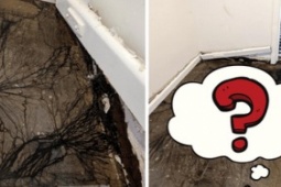Phi thường - kỳ quặc - Lật tấm gỗ lát sàn nhà lên, cô gái "nổi da gà" khi chứng kiến cảnh tượng đáng sợ