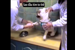 Clip hài hước - "Cười ngất" với biểu cảm chó cưng sợ tiêm