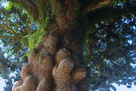 Cây trôi hàng trăm năm tuổi ở Hà Tĩnh