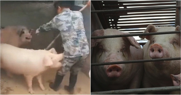 Một người đàn ông 66 tuổi đang cho lợn ăn thì bất ngờ&nbsp;đột quỵ, ngã xuống rồi ngất xỉu trong chuồng lợn. Ảnh minh họa.