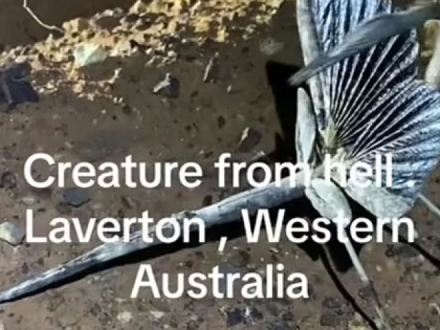 “Sinh vật bí ẩn đến từ địa ngục” ở Tây Úc