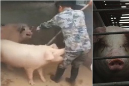 Phi thường - kỳ quặc - Đang cho lợn ăn thì đột quỵ, người đàn ông tỉnh dậy chứng kiến cảnh tượng kinh hoàng