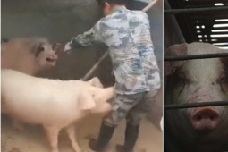 Phi thường - kỳ quặc - Đang cho lợn ăn thì đột quỵ, người đàn ông tỉnh dậy chứng kiến cảnh tượng kinh hoàng