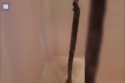 Phi thường - kỳ quặc - Vừa mở nắp cống, cô gái thất kinh khi nhìn thấy "quái vật kinh dị" dài tới 70cm