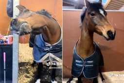 Bạn trẻ - Cuộc sống - Chú ngựa nhảy vui nhộn hút hàng triệu lượt xem