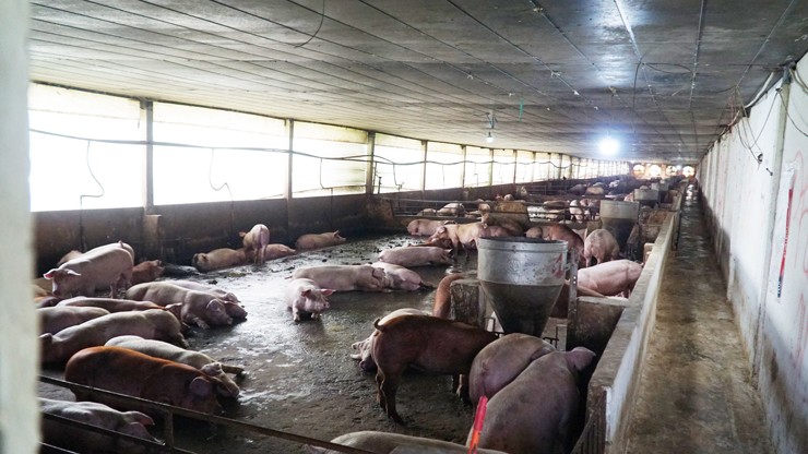 Giá lợn hơi hôm nay lại tiếp tục giảm, giá chỉ còn khoảng 48.000 - 53.000 đồng/kg.