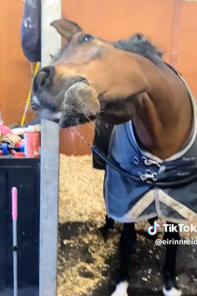 Chú ngựa Twinkle đã gây sốt trên TikTok nhờ những bước nhảy.