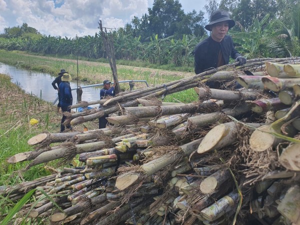 Nhà máy dừng sản xuất khiến nông dân bị thương lái ép giá mía.