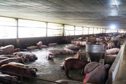 Giá lợn hơi liên tục giảm, người chăn nuôi tiếp tục “gồng” lỗ