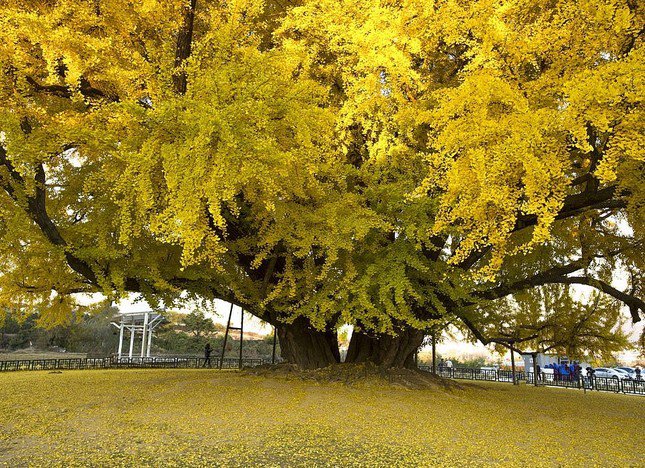 Do đã tồn tại từ lâu, cây bạch quả gắn liền với nhiều truyền thuyết của người dân làng Bangye-ri.