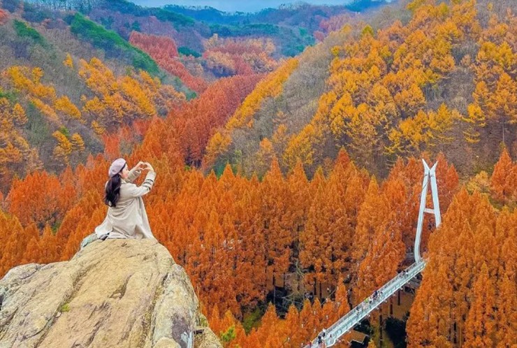 Rừng Jangtaesan là một trong những nơi có tán lá mùa thu đẹp nhất ở Hàn Quốc nhờ khu rừng rậm rạp cây bạch quả. Chọn một con đường mòn và tận hưởng chuyến đi dạo chữa lành xuyên qua khu rừng khi bạn tận hưởng màu đỏ và vàng bao phủ xung quanh.
