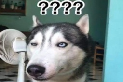 Truyện cười - Truyện cười: Người khỏe mạnh ở trong bệnh viện tâm thần đòi xuất viện