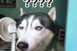 Truyện cười: Người khỏe mạnh ở trong bệnh viện tâm thần đòi xuất viện