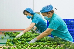 Thị trường - Tiêu dùng - Loại quả của Việt Nam nhiều vô kể, được ví như "vàng xanh", sang nước ngoài giá 750.000 đồng/kg