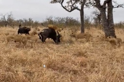Media - 2 con trâu rừng thiện chiến tung đòn liên hoàn, húc bay "vua đồng cỏ"