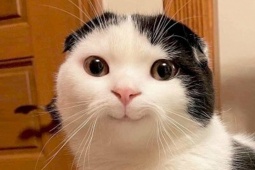 Truyện cười: Lời sếp nói là chân ái, chẳng bao giờ sai cả