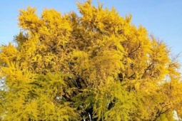 Du lịch - Cây bạch quả 800 năm thu hút hàng nghìn khách tham quan mỗi ngày