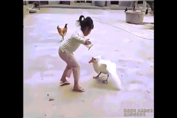 Clip hài hước - "Đại chiến" hài hước giữa người và ngỗng