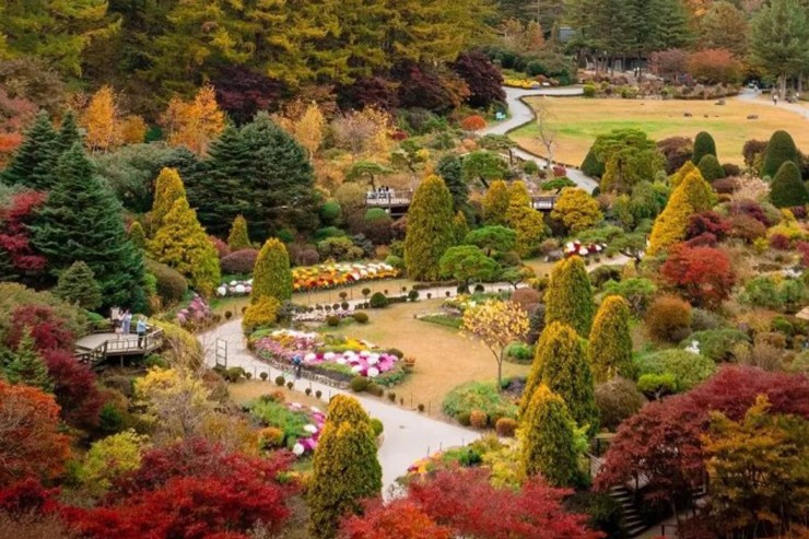 Garden of Morning Calm trưng bày vẻ đẹp của nghề làm vườn Hàn Quốc trước khung cảnh núi Chungryeongsan và&nbsp;có 20 khu vực theo chủ đề được nối với nhau bằng những lối đi tuyệt đẹp. Mặc dù rất đẹp vào bất kỳ mùa nào, nhưng sắc màu mùa thu thực sự khiến nơi này trở nên huyền diệu hơn.
