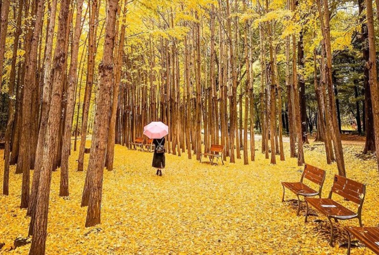Công viên rừng Seoul là điểm đến hấp dẫn khi nói đến hoa và lá theo mùa. Khi mùa xuân đến, công viên được bao phủ bởi những bông hoa anh đào màu hồng phấn tuyệt đẹp, trong khi những hàng cây bạch quả trải dài là nơi lý tưởng để ngắm lá vào mùa thu.
