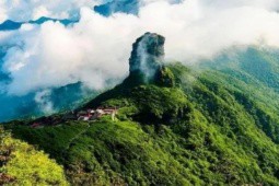 Loại trà ở Việt Nam gần 700 triệu đồng/kg, cực hiếm mọc trên núi cao