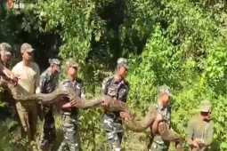 Thế giới - Rùng mình trước cảnh tượng 8 người đàn ông khiêng trăn khủng