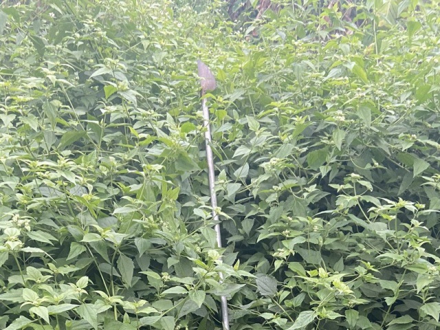 Pháp luật - Truy bắt nhóm cướp lứa tuổi 10X vác hung khí dài gần 3 mét đi gây án