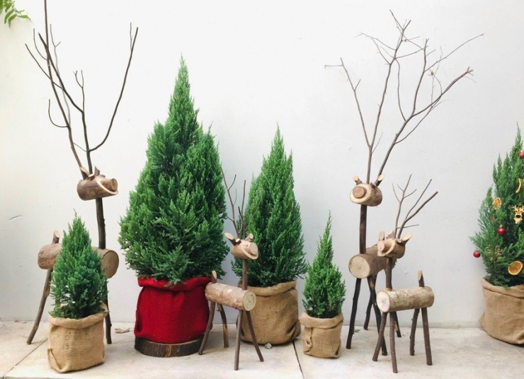 Giá thông tươi dao động từ vài trăm đến vài triệu đồng, tùy vào kích cỡ, loại thông.