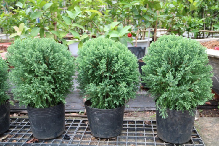 Giá thông tươi sẽ phụ thuộc vào loại thông, màu sắc, kích cỡ.