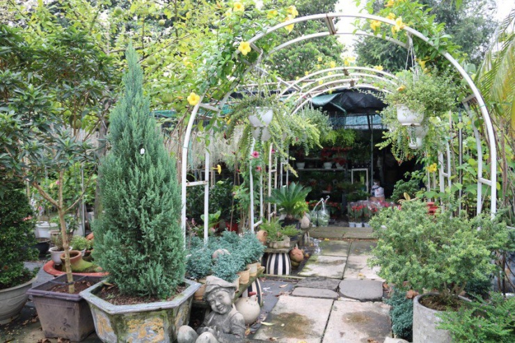 Giá thông tươi rơi vào khoảng gần 2 triệu cho cây thông có kích thước to như ảnh.