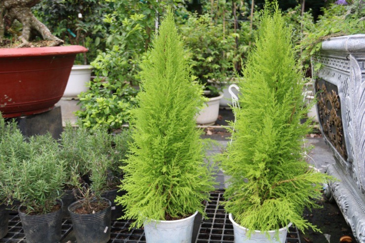 Giá thông tươi màu xanh nhạt cao hơn các loại thông tươi khác.