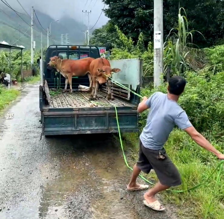 Bò thả rông được đưa về trang trại chăm sóc chờ chủ nhân đến nhận. Ảnh: MINH TRƯỜNG.