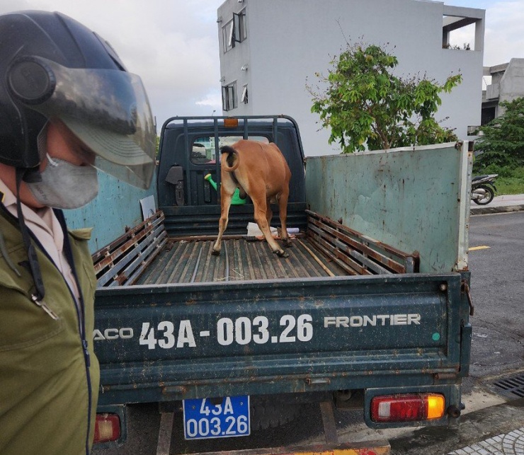 Những con bò thả rông sẽ bị bắt đưa lên xe thùng. Ảnh: MINH TRƯỜNG.