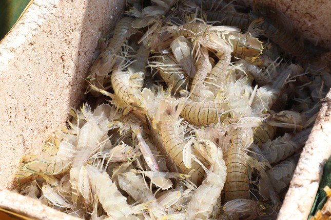 Hải sản tươi có mùi tanh đặc trưng, nhảy tanh tách, có con bật khỏi thùng. bề bề, cua ghẹ được phân vào “loại 1” sẽ là những con to khỏe, nhiều thịt, có trứng, với “loại 2” sẽ nhỏ hơn, còn những con đã chết, óp quy vào “loại 3”.