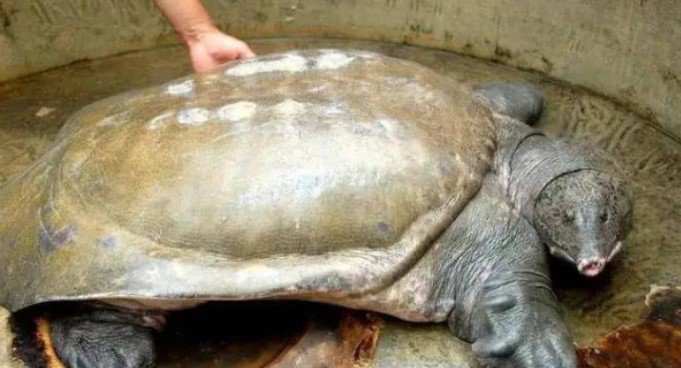 Ông lão câu được “con ba ba” kỳ lạ có giá đến 6.000 tỷ đồng - 2