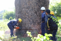 Tin tức trong ngày - “Cụ cây” 100 tuổi, 6 người ôm không hết ở công viên TPHCM bị chặt bỏ