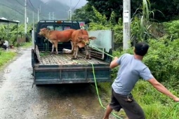 Tin tức trong ngày - Bò thả rông phá khu dân cư, phường ra quân bắt nhốt