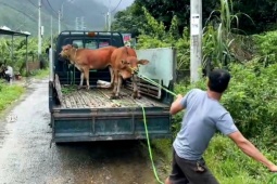 Tin tức trong ngày - Bò thả rông phá khu dân cư, phường ra quân bắt nhốt
