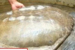 Thị trường - Tiêu dùng - Ông lão câu được “con ba ba” kỳ lạ có giá đến 6.000 tỷ đồng