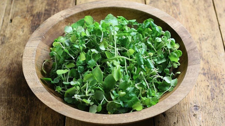 Rau cải xoong có rất nhiều lợi ích đối với sức khỏe