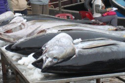 Loại cá “siêu to“  từng có ngư dân Việt Nam bắt được, bán tới gần 30 triệu đồng