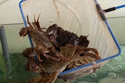 Thị trường - Tiêu dùng - Ở Việt Nam có 2 loài cua rất lạ, được ví như "lộc trời", thường xuất hiện vào ban đêm