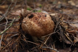 Thị trường - Tiêu dùng - Thứ mọc ở độ cao hơn 2000m chưa ai trồng được, ở Việt Nam bán hơn 30 triệu/kg