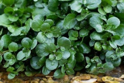 Ẩm thực - Loại rau mọc dại ở Việt Nam bất ngờ được công bố tốt nhất thế giới: Không chỉ chữa đủ bệnh mà còn ngừa ung thư