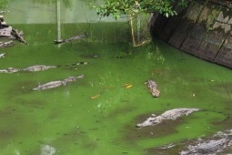 Tin tức trong ngày - Kiên Giang: Hơn một tháng truy bắt, vẫn còn một con cá sấu sổng chuồng chưa tìm thấy