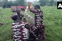 Phi thường - kỳ quặc - Kịch tính hàng chục người vây bắt "bé Na" khổng lồ dài gần 4,6 mét tại rừng