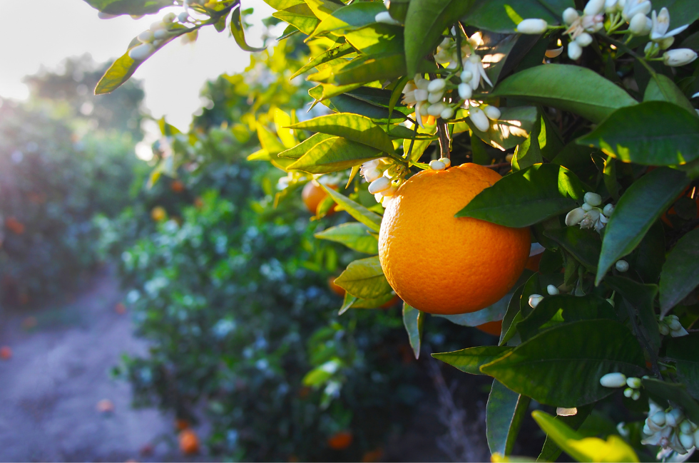 Vườn Cam Mặt Trời ở Lạc Thủy, Hòa Bình là vườn cam Valencia hữu cơ duy nhất tại Việt Nam đạt được tiêu chuẩn USDA của Mỹ.