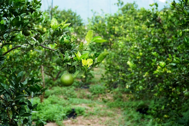 Hơn 20ha Cam Mặt Trời tại vườn được lưu trữ nhật ký thông tin về đặc điểm sinh trưởng và những lưu ý khi chăm sóc.