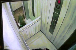 Video: Bị chó Pitbull tấn công, cô gái chui vào thang máy vẫn không thoát